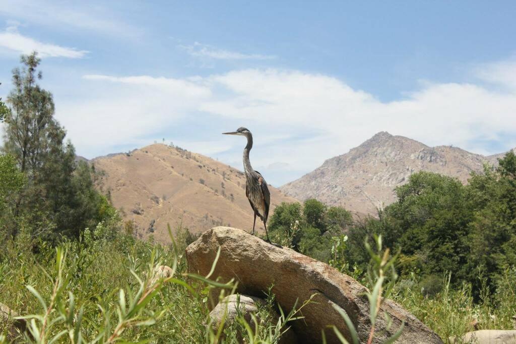 Socal Camping Kernville Eksteriør bilde